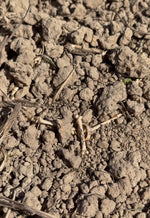 Excavation Chain